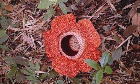 食人花
