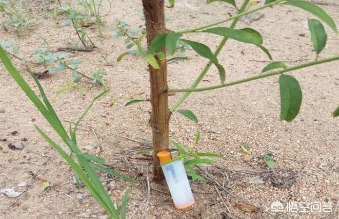 桃子移植1000款游戏手机官方
