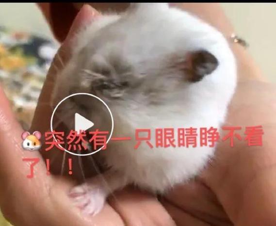 一只仓鼠能活多久