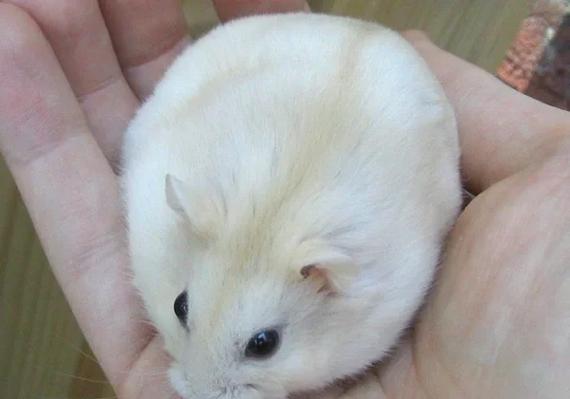 小仓鼠寿命一般多少年