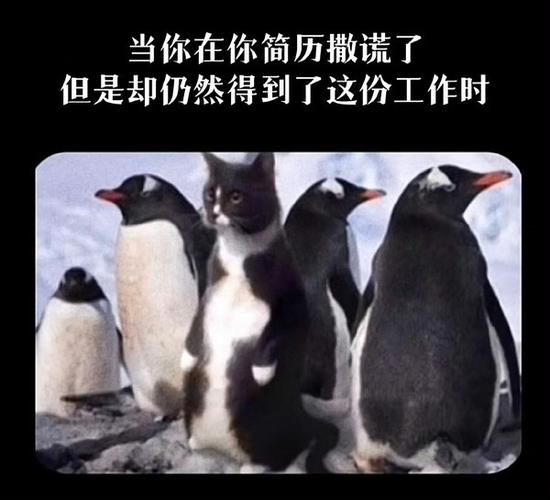 高情商回复不入职