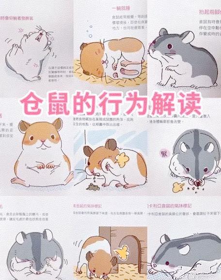 小仓鼠能活多少年