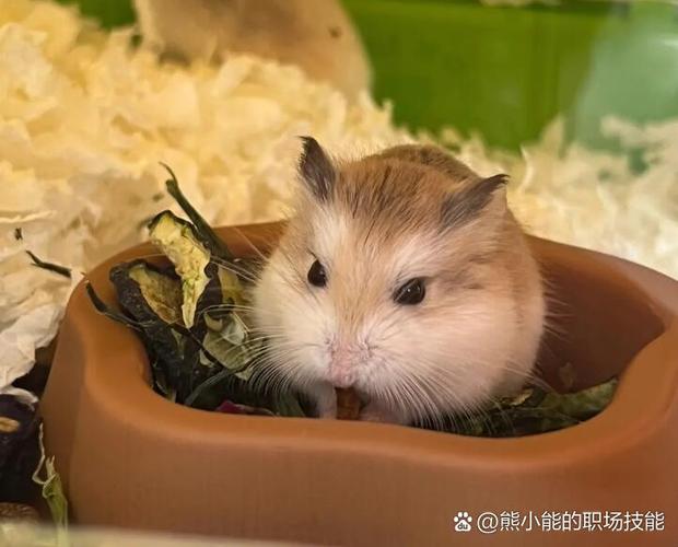 仓鼠一般能活多少岁