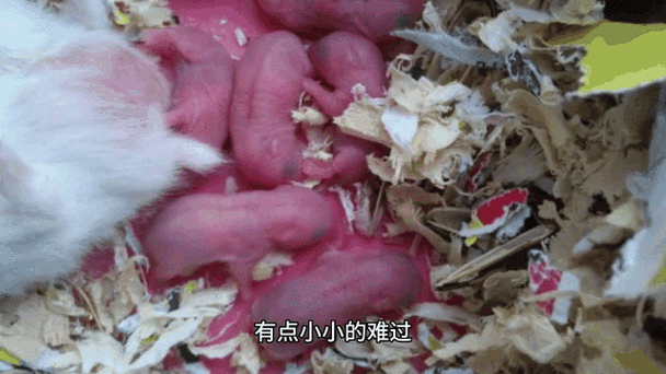 小仓鼠能活多久