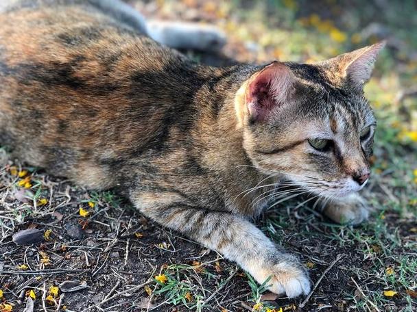 射击流浪猫图标