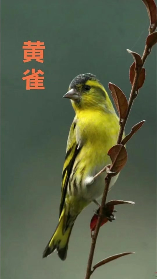 北方黄鸟叫声视频
