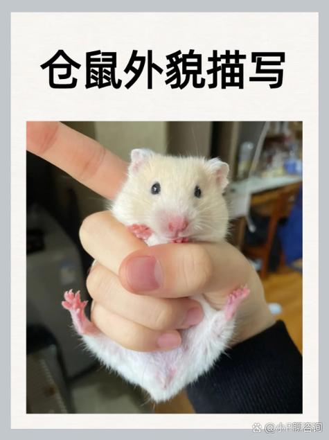 小仓鼠一般能活多久