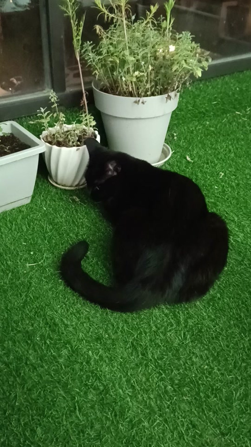萌态极