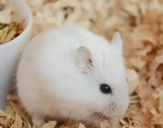 仓鼠的寿命一般多少年