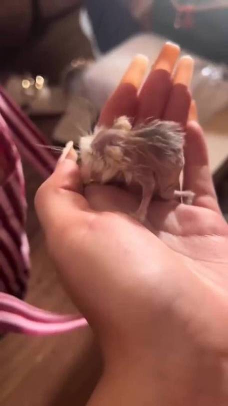 仓鼠一般能活多少年