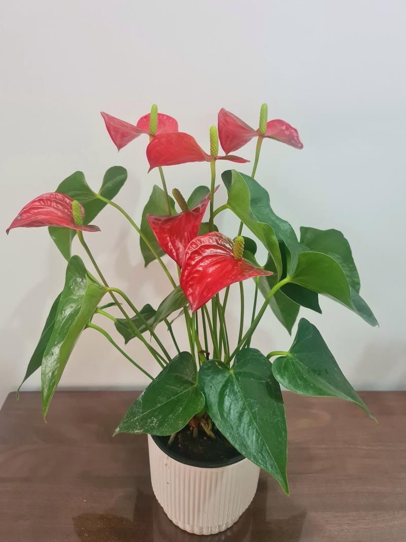 红掌品种